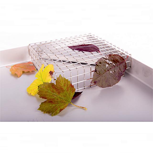 Blatt, Pflanze